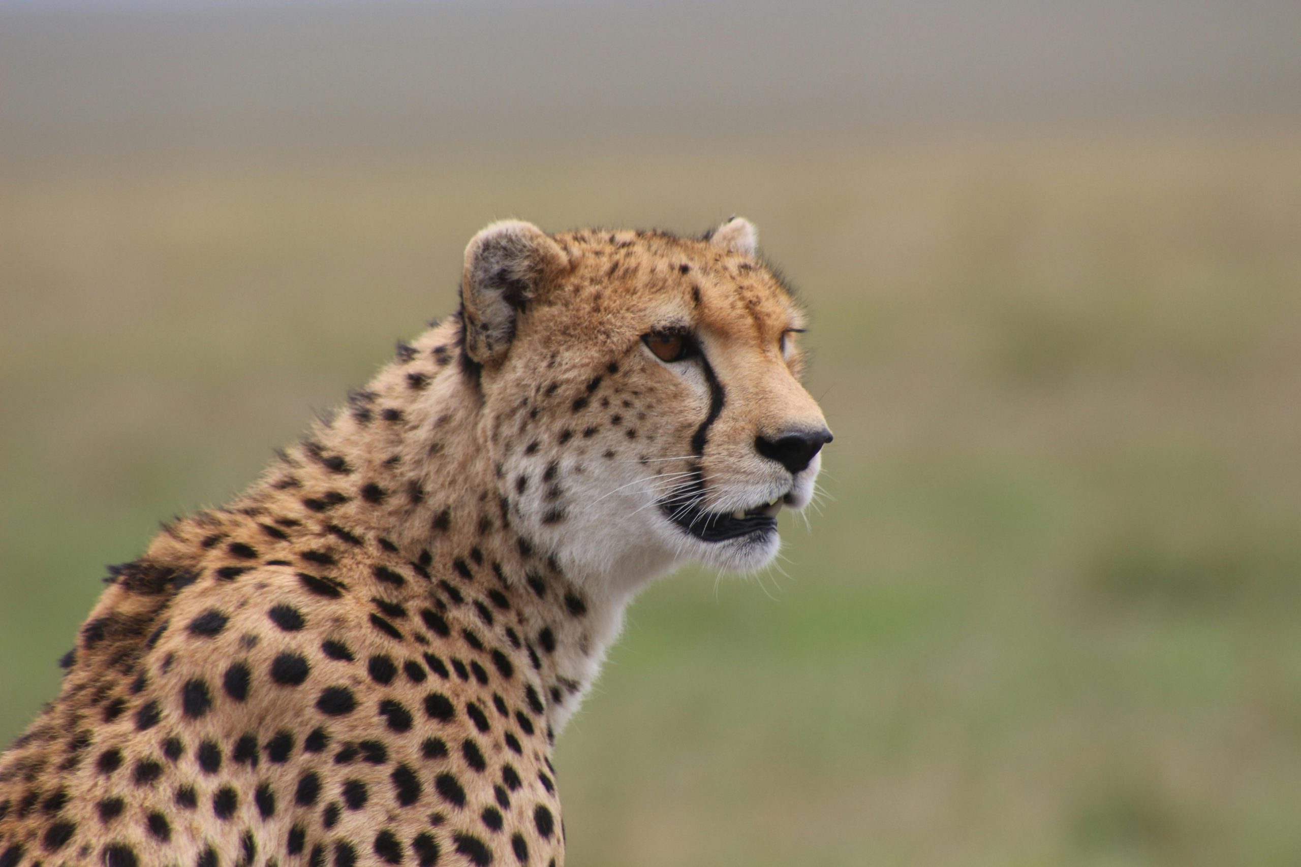 DAY 4: LAKE NAKURU NATIONAL PARK-AMBOSELI NATIONAL PARK.