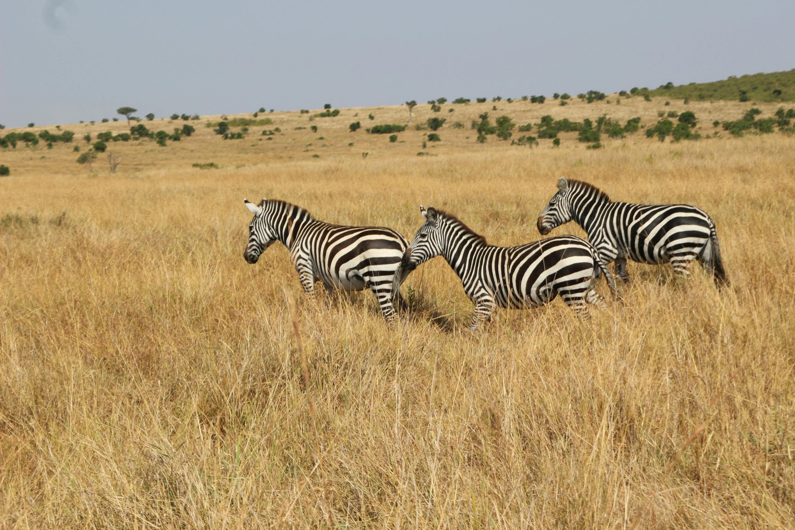 DAY 6: AMBOSELI NATIONAL PARK - ARUSHA TOWN